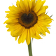 Single fresh sunflower with a heart shaped heart on white background - PhotoDune Item for Sale