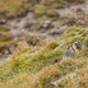 Beautiful marmots in an alpine landscape - PhotoDune Item for Sale