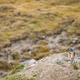 Beautiful marmots in an alpine landscape - PhotoDune Item for Sale