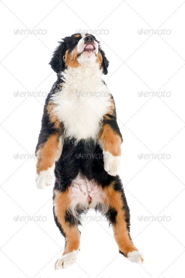 puppy bernese moutain dog - Stock Photo - Images