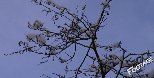 "Winter Tree Branch" FullHD Stock Footage H.264