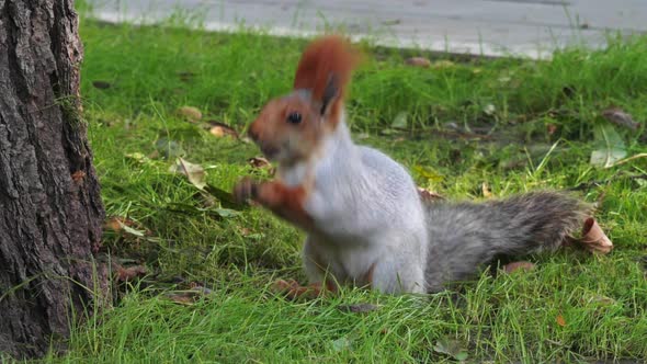 Squirrel Nibbles Nuts alt
