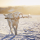 Dog running in snow at sunrise - PhotoDune Item for Sale