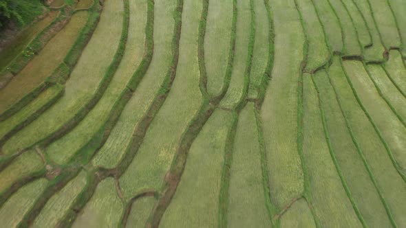 Top View Of Rice Field Terrace alt