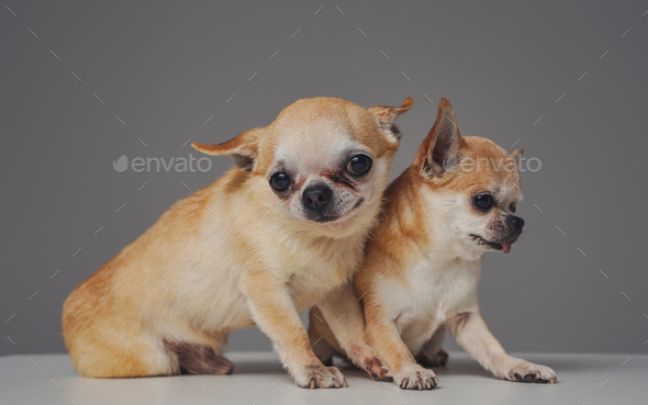 Two mexican chihuahua together puppies against gray background