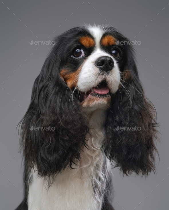 Breed portrait Cavalier King Charles Spaniel