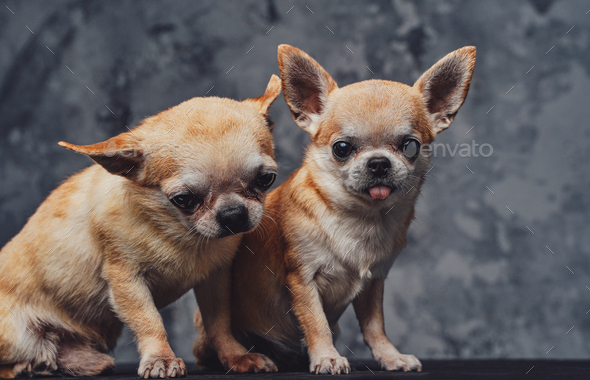 Two mexican chihuahua together puppies against dark background