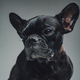 Headshot of french bulldog with black fur against gray background - PhotoDune Item for Sale