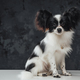 Little black white furry dog sitting against dark background - PhotoDune Item for Sale