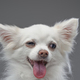 Joyful cute canine animal with white fluffy fur - PhotoDune Item for Sale