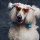 White poodle dog wearing pink heart shaped sunglasses - PhotoDune Item for Sale