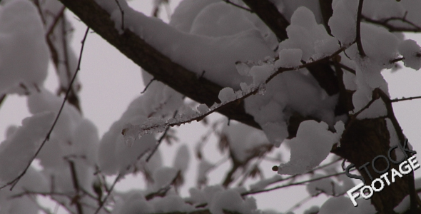 "Winter branches" FullHD Stock Footage H.264