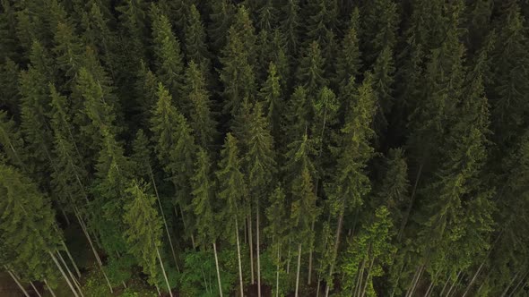 Nature aerial shot, flying over pine tree forest in Carpates, Ukraine. Treetops