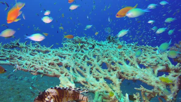 Colorful Underwater Seascape alt