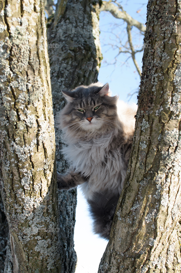 Portrait of a devil cat sitting on a tree. Fluffy Siberian cat with green eyes looking down angrily