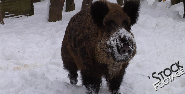 "Winter Pig" FullHD Stock Footage H.264