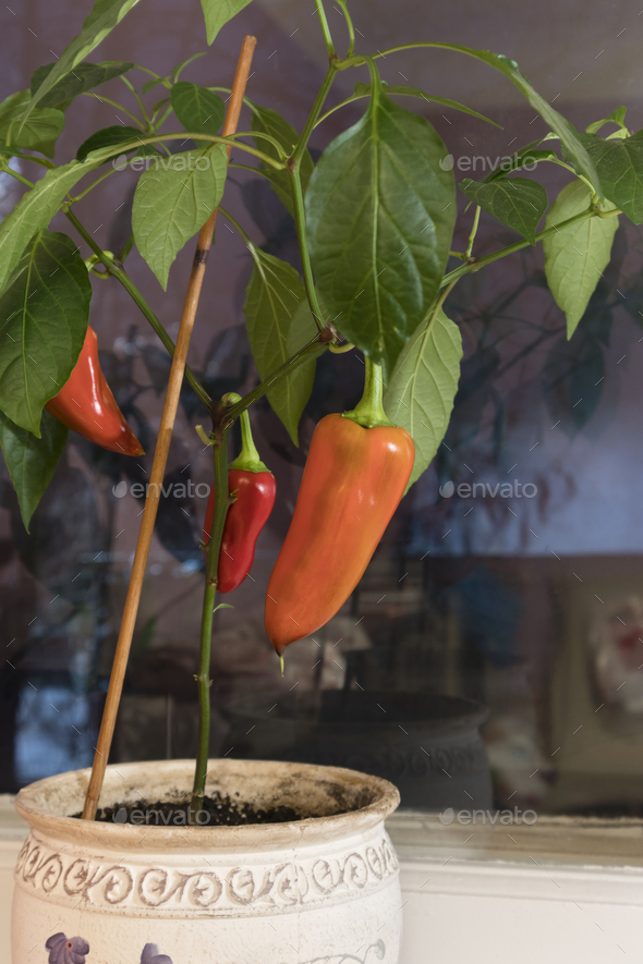 Pepper plant in a pot on a windowsill. Beautiful red pepper growing on