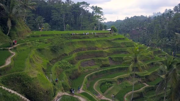 Aerial View Above of Bali Landscapes with Terraces Rice Fields. alt