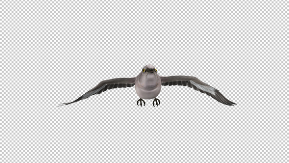 American Mockingbird - Flying Loop -  Front View - Alpha Channel