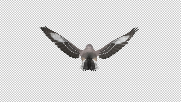 American Mockingbird - Flying Loop - Back View - Alpha Channel