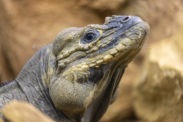 close up of a rhinoceros iguana (Cyclura cornuta) on the beach - Stock Photo - Images