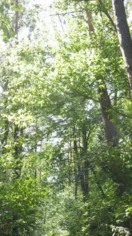 Vertical Video of Forest By Day alt