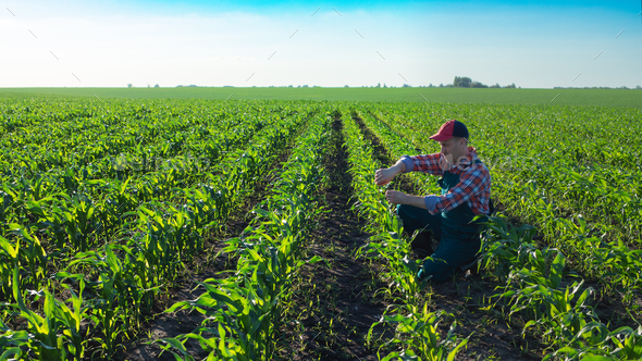 Middle age male caucasian maize farmer with measure tape kneeled for inspection corn stalks