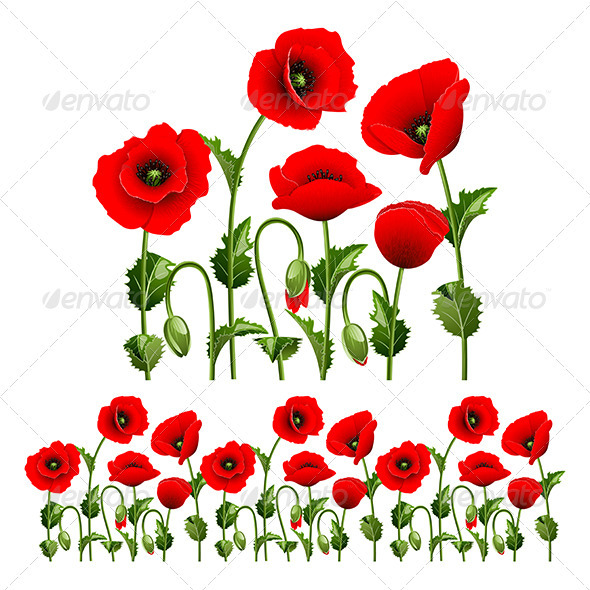 Border from poppies. - Flowers & Plants Nature
