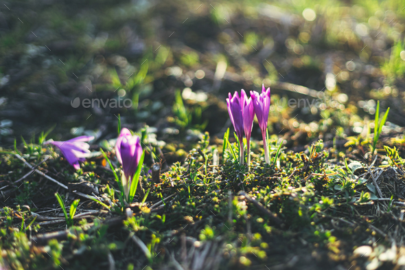 Beautiful crocuses blooming close up in warm sunshine. Hello Spring. Wild purple Crocus heuffelii
