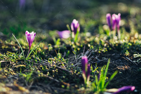Beautiful crocuses blooming in warm sunshine close up. Hello Spring. Spring background