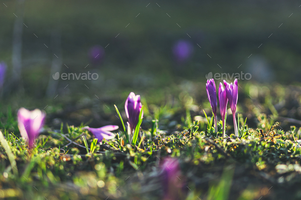 Beautiful crocuses blooming in warm sunshine close up. Hello Spring. Spring background