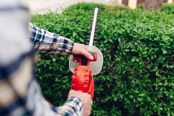 Man cuts hedges with a brush cutter. Bush hedging process