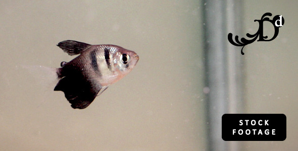 Black & White Fish Swimming in Tank (HD)