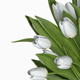 White tulips in a glass