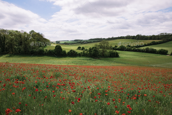 Poppy Field And Green Hills Stock Photo By Image Source PhotoDune   ISC12433914 