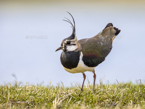 Northern Lapwing Display Behaviour Stock Photo By Creativenature Nl