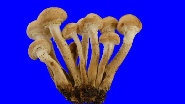 Autumn Honey Agarics Seamless Rotation. Footage With Alpha Channel alt