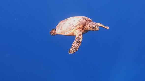 cute green sea turtle (Chelonia mydas) alt