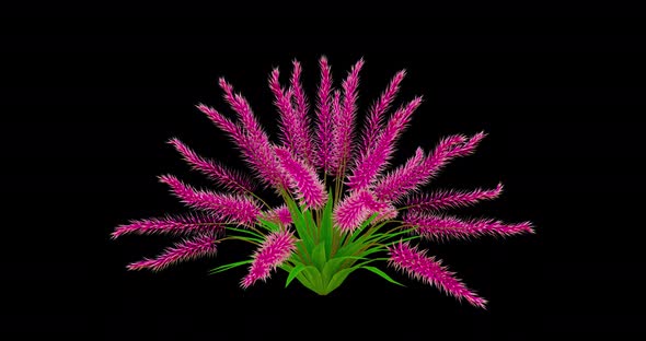 Growing Muhlenbergia Flowers