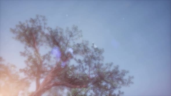 Sun Beams Through Trees alt