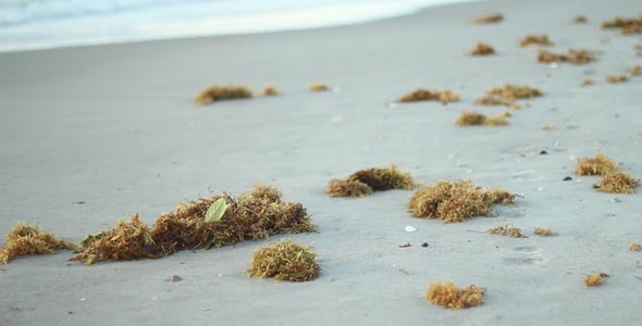 Seaweed Washed Up On Beach 1