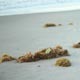 Seaweed Washed Up On Beach 1 - VideoHive Item for Sale