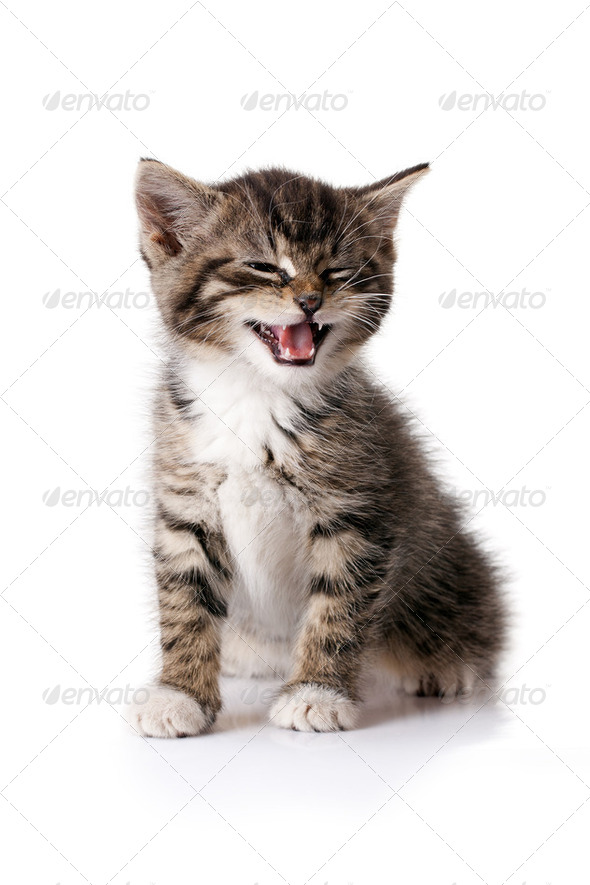 little kitten - Stock Photo - Images