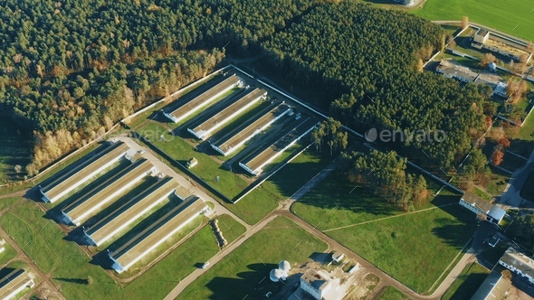 Aerial View Modern chicken farm, barns, Sheds. Bird\'s-eye View In Sunny Rural Landscape