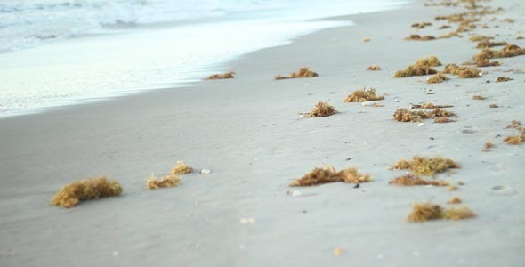 Seaweed Washed Up On Beach 2