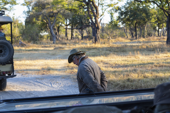 A safari guide walking on a path ahead of a vehicle at sunrise.