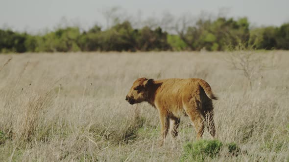 Bison calf calling out in a prairie alt