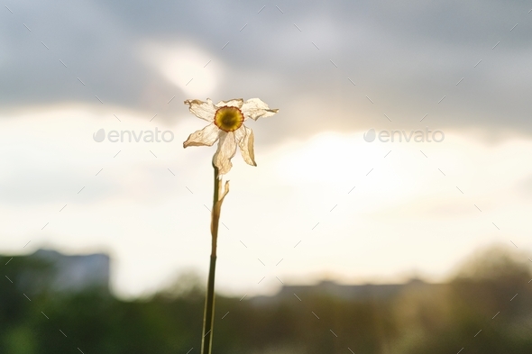 Single flower withered white daffodil, dramatic evening sunset sky with ...