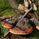 Mushroom Ganoderma Lucidum Mushroom Ganoderma Lucidum - VideoHive Item for Sale