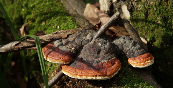 Mushroom Ganoderma Lucidum